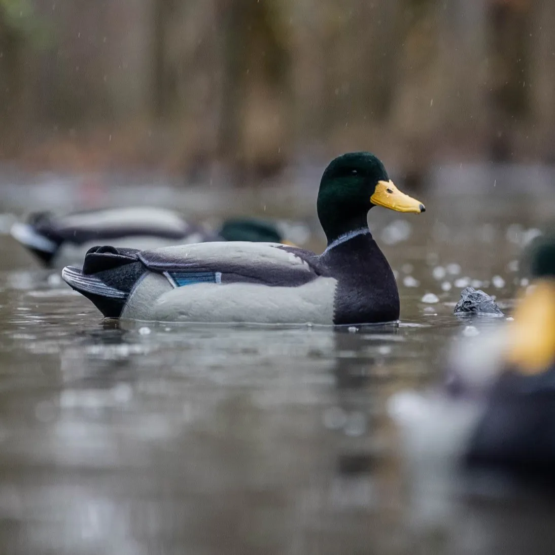 F1FF (Fully Flocked) Mallard Floaters