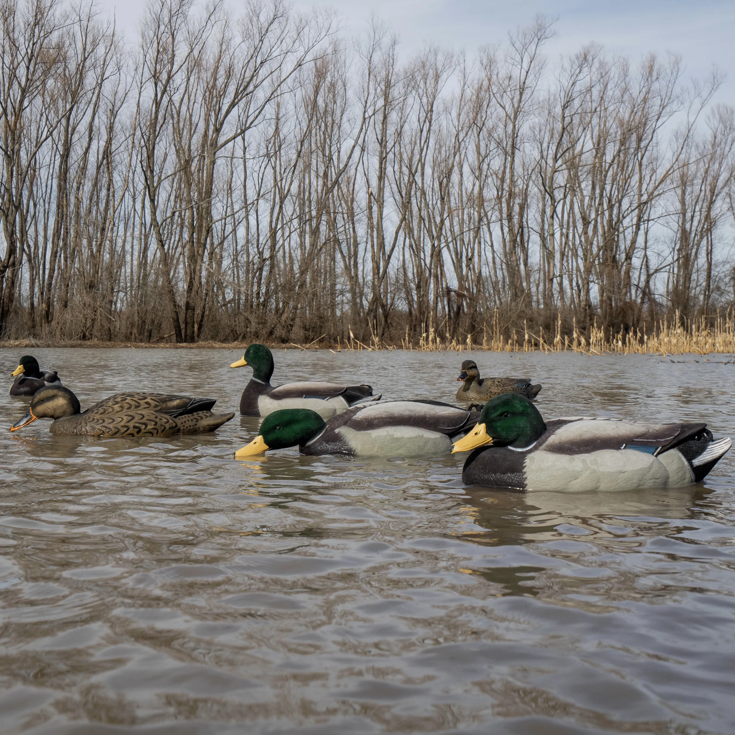 F1FF (Fully Flocked) Mallard Floaters